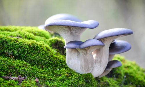 Giochi per ragazzi svegli